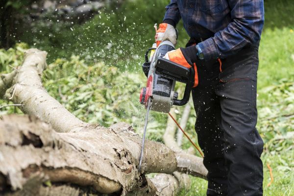 Branch Removal Service in Kennewick
