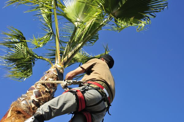 Palm Tree Trimming in Kennewick