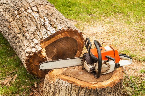 Tree Cutting Service in Kennewick