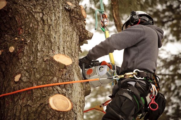 Tree Cutting And Trimming