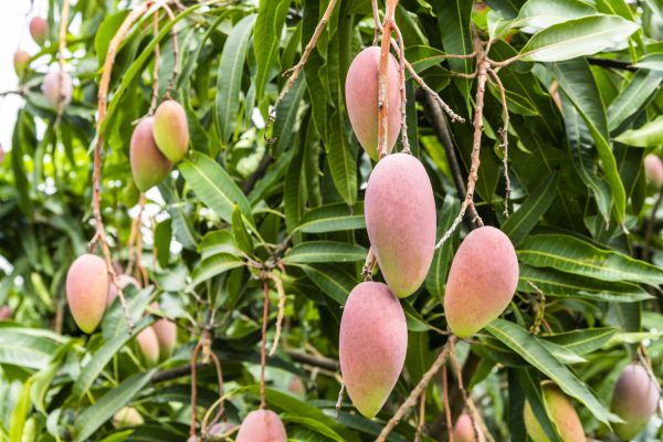 Mango Tree Trimming in Kennewick