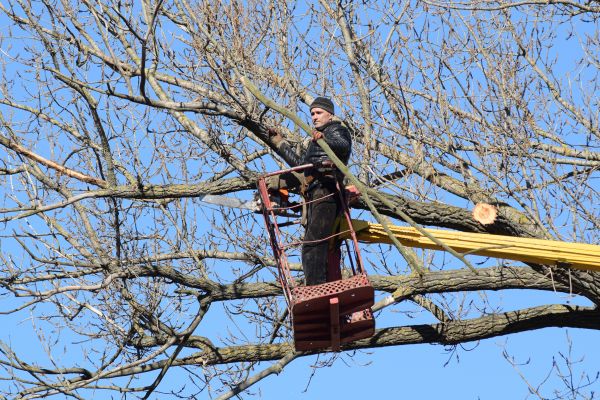 Emergency Tree Trimming in Kennewick
