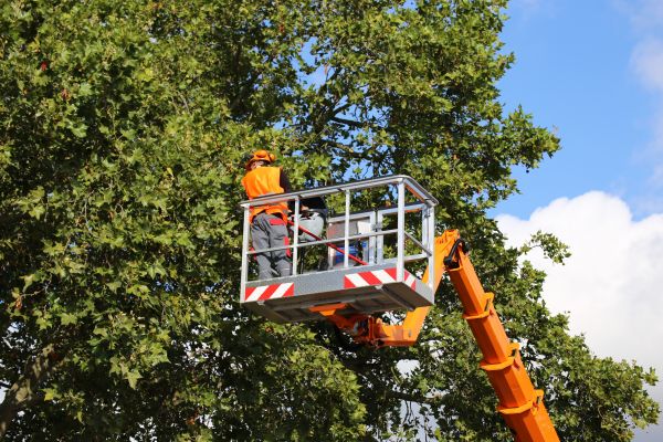 Commercial Tree Service in Kennewick