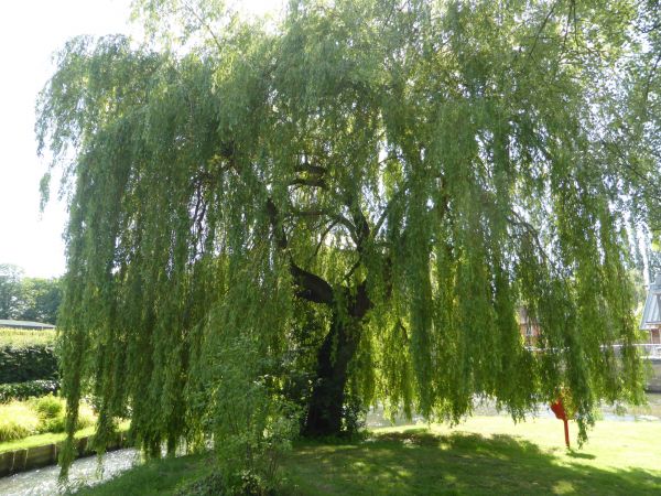 Willow Tree Trimming in Kennewick