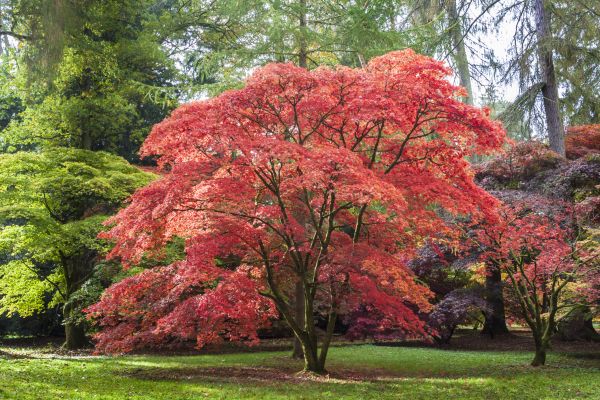 Japanese Maple Pruning in Kennewick