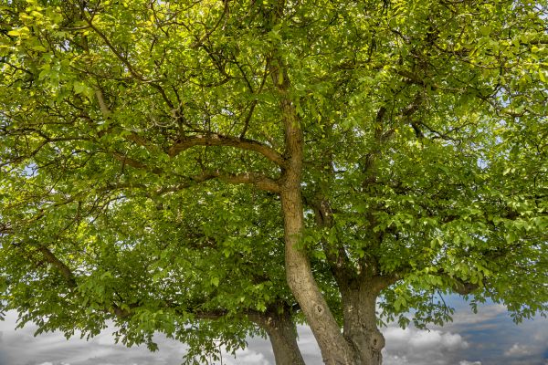 Walnut Tree Trimming in Kennewick