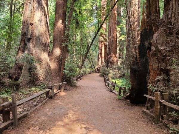 Redwood Tree Pruning in Kennewick