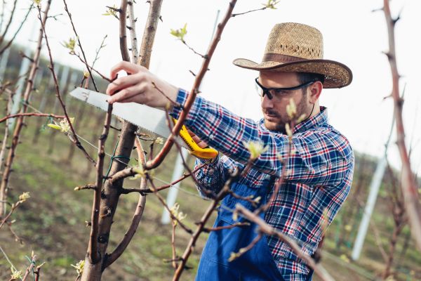 Orchard Tree Pruning in Kennewick