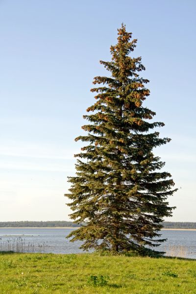 Spruce Tree Pruning in Kennewick