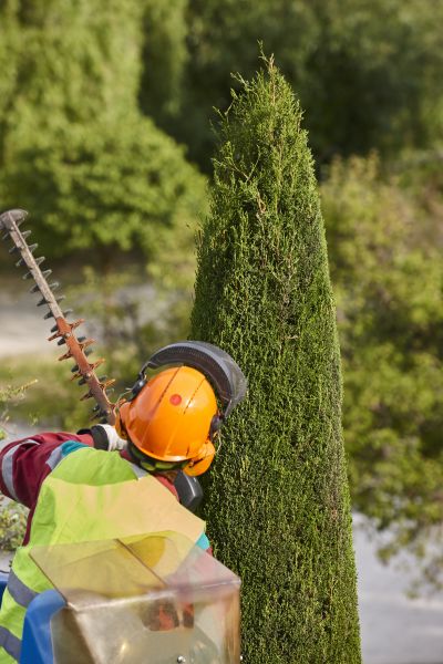 Cypress Tree Trimming in Kennewick