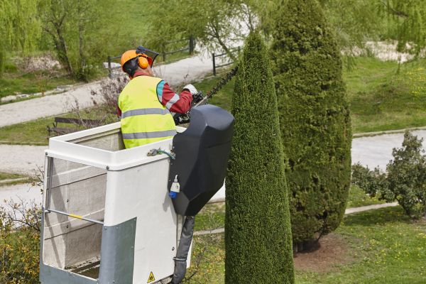 Cypress Tree Pruning in Kennewick