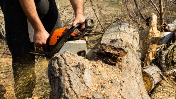 Cedar Tree Cutting