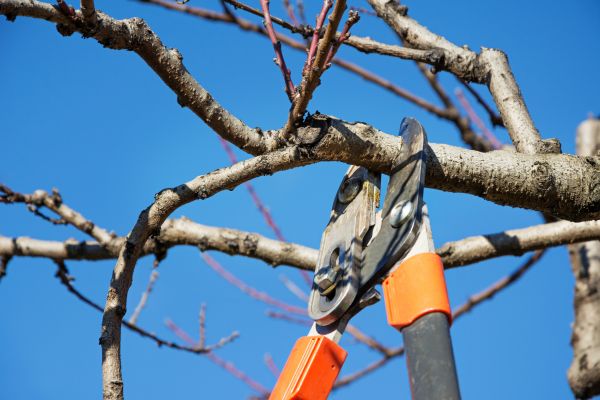 Peach Tree Trimming in Kennewick