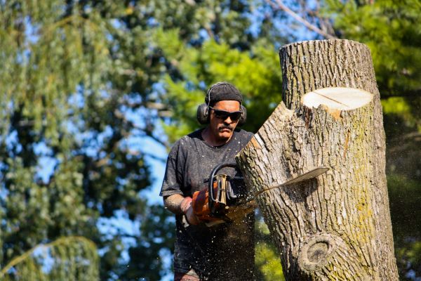 Ash Tree Pruning in Kennewick