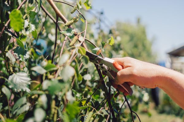 Birch Tree Pruning in Kennewick