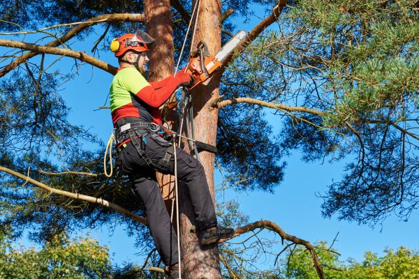 Canopy Pruning in Kennewick