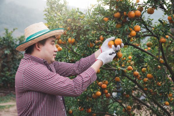 Orange Tree Pruning in Kennewick