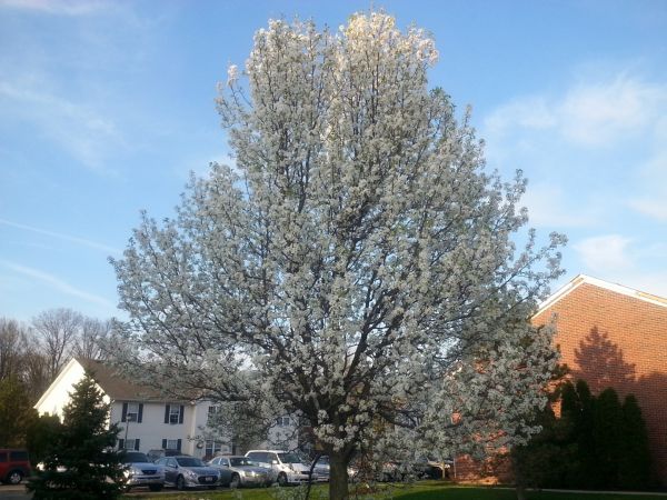 Bradford Pear Tree Pruning in Kennewick