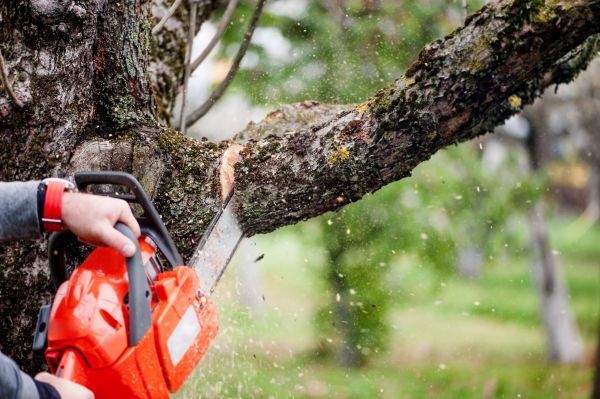 Branch Cutting Service in Kennewick