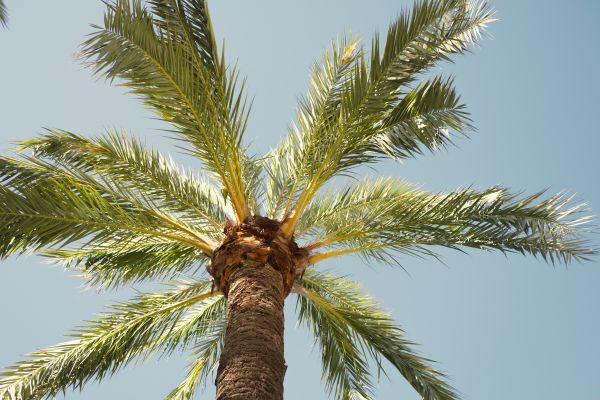 Queen Palm Pruning in Kennewick