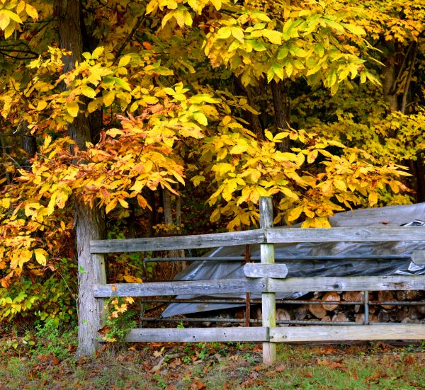 Hickory Tree Pruning in Kennewick