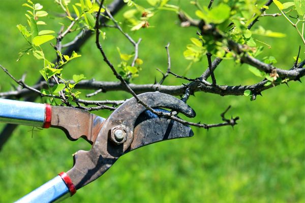 Branches Pruning in Kennewick