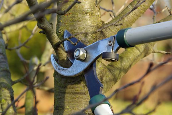 Tree Limb Trimming Service in Kennewick