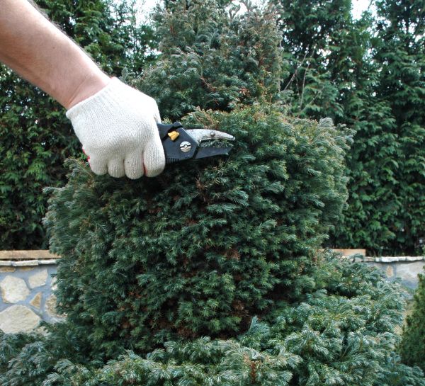Ornamental Tree Trimming in Kennewick