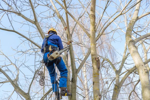 Large Tree Trimming in Kennewick
