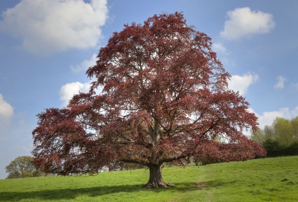 Beech Tree Pruning in Kennewick