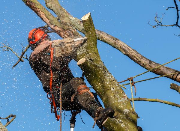 Tree Trimming Service in Kennewick