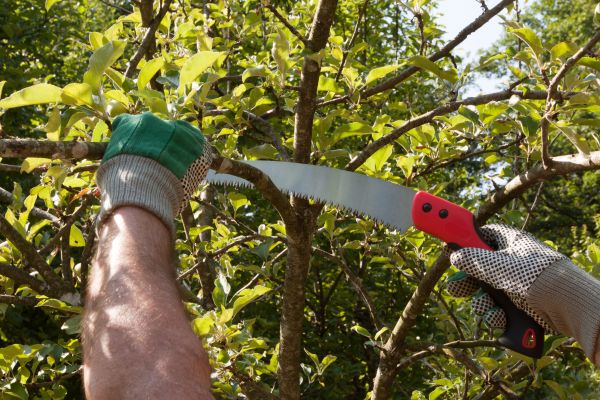 Apple Tree Trimming in Kennewick