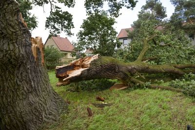 Fallen Tree on Road