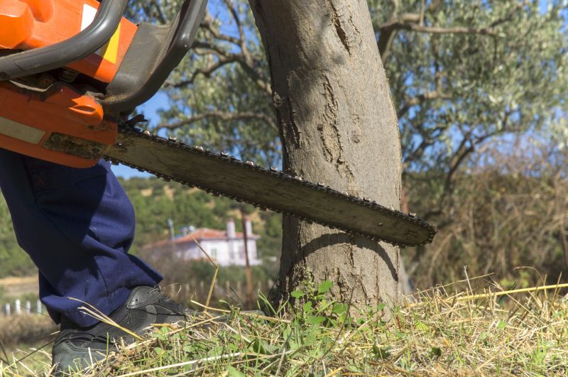 Large Tree Being Cut Up