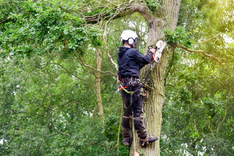 Tree Inspection by Arborist