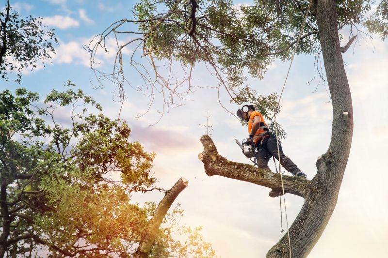 Arborist Working at Height